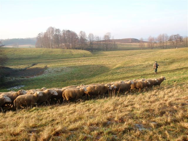 owieczki-z-sierzenskich-hal.jpg